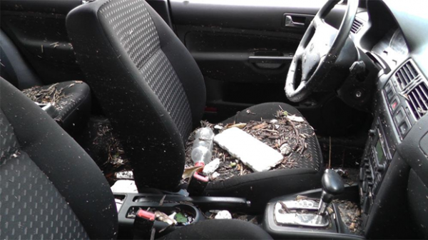 Cách chống chuột vào xe ô tô hiệu quả